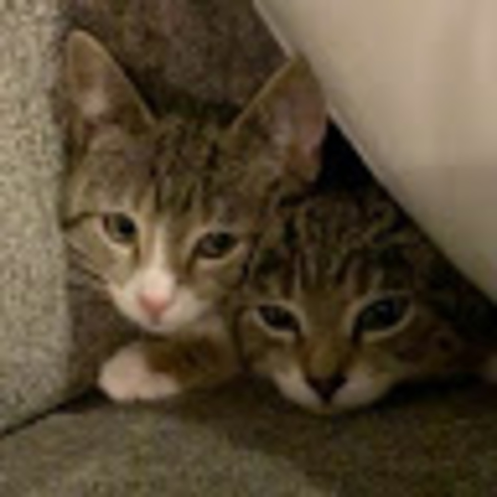 Meet your Posher, Debra